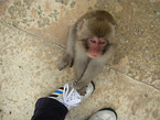 200808_monkey1.jpg
