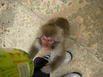 200808_monkey2.jpg